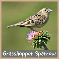 Grasshopper Sparrow